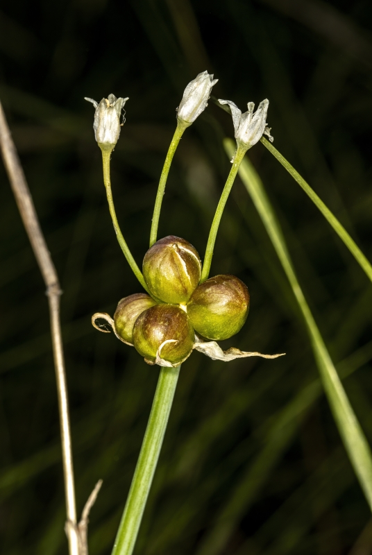 Prairie Garlic Wildflower 2023